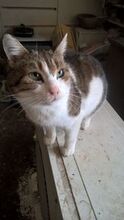 MARTIN, Katze, Europäisch Kurzhaar in Bulgarien - Bild 3