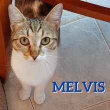 MELVIS, Katze, Europäisch Kurzhaar in Bulgarien - Bild 1