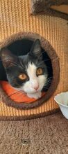 MIKKO, Katze, Europäisch Kurzhaar in Bulgarien - Bild 2