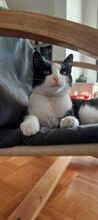 MIKKO, Katze, Europäisch Kurzhaar in Bulgarien - Bild 3