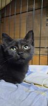 NAYA, Katze, Europäisch Kurzhaar in Bulgarien - Bild 2