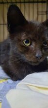 NAYA, Katze, Europäisch Kurzhaar in Bulgarien - Bild 4