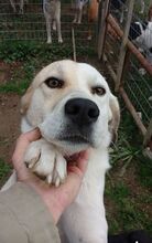 ELIAS, Hund, Mischlingshund in Griechenland - Bild 1