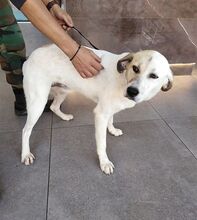 ELIAS, Hund, Mischlingshund in Griechenland - Bild 11