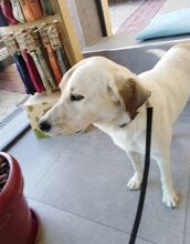 ELIAS, Hund, Mischlingshund in Griechenland - Bild 12