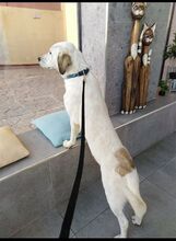 ELIAS, Hund, Mischlingshund in Griechenland - Bild 13