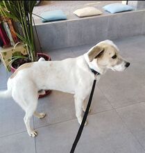 ELIAS, Hund, Mischlingshund in Griechenland - Bild 14