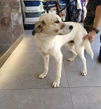 ELIAS, Hund, Mischlingshund in Griechenland - Bild 15
