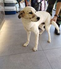 ELIAS, Hund, Mischlingshund in Griechenland - Bild 16