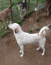 ELIAS, Hund, Mischlingshund in Griechenland - Bild 19