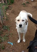 ELIAS, Hund, Mischlingshund in Griechenland - Bild 4