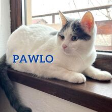 PAWLO, Katze, Europäisch Kurzhaar in Bulgarien - Bild 1