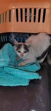 PAWLO, Katze, Europäisch Kurzhaar in Bulgarien - Bild 6