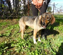 FELIZ, Hund, Mischlingshund in Griechenland - Bild 11