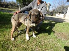 FELIZ, Hund, Mischlingshund in Griechenland - Bild 15