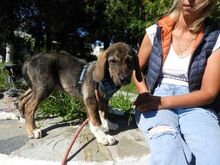 FELIZ, Hund, Mischlingshund in Griechenland - Bild 21