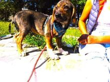 FELIZ, Hund, Mischlingshund in Griechenland - Bild 22