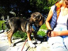 FELIZ, Hund, Mischlingshund in Griechenland - Bild 23