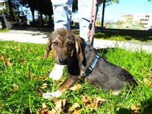 FELIZ, Hund, Mischlingshund in Griechenland - Bild 24