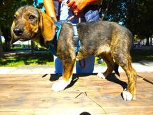 FELIZ, Hund, Mischlingshund in Griechenland - Bild 25