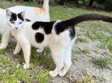 BIRGET, Katze, Hauskatze in Griechenland - Bild 7