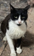 BOLKO, Katze, Hauskatze in Griechenland - Bild 5