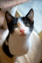 BENNY, Katze, Europäisch Kurzhaar in Bulgarien - Bild 12