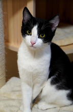 BENNY, Katze, Europäisch Kurzhaar in Bulgarien - Bild 2