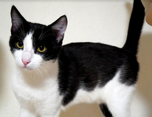 BENNY, Katze, Europäisch Kurzhaar in Bulgarien - Bild 3