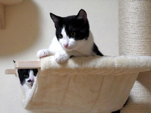 BENNY, Katze, Europäisch Kurzhaar in Bulgarien - Bild 5
