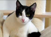 BENNY, Katze, Europäisch Kurzhaar in Bulgarien - Bild 6