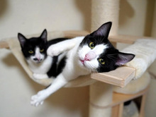BENNY, Katze, Europäisch Kurzhaar in Bulgarien - Bild 7