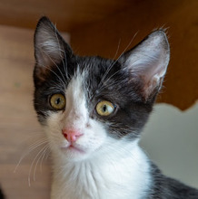 BENNY, Katze, Europäisch Kurzhaar in Bulgarien - Bild 8