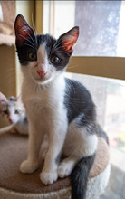 BENNY, Katze, Europäisch Kurzhaar in Bulgarien - Bild 9