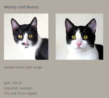 MONNY, Katze, Europäisch Kurzhaar in Bulgarien - Bild 1