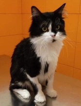 SOPOLCHO, Katze, Hauskatze in Bulgarien - Bild 1