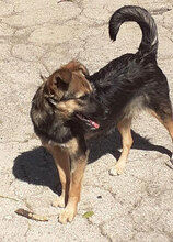 SUSANA, Hund, Mischlingshund in Bulgarien - Bild 1