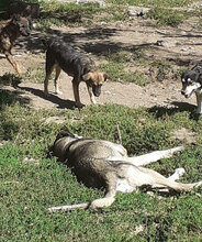 SUSANA, Hund, Mischlingshund in Bulgarien - Bild 6