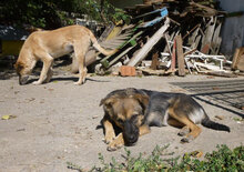 SUSANA, Hund, Mischlingshund in Bulgarien - Bild 7
