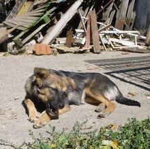 SUSANA, Hund, Mischlingshund in Bulgarien - Bild 8