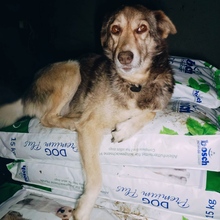 ROSINA, Hund, Mischlingshund in Rumänien - Bild 2