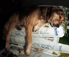 ROSINA, Hund, Mischlingshund in Rumänien - Bild 3