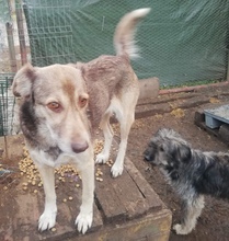 ROSINA, Hund, Mischlingshund in Rumänien - Bild 4