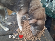 ROSINA, Hund, Mischlingshund in Rumänien - Bild 5