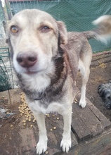 ROSINA, Hund, Mischlingshund in Rumänien - Bild 7
