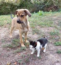 BAHATI, Hund, Mischlingshund in Bulgarien - Bild 11