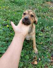 BAHATI, Hund, Mischlingshund in Bulgarien - Bild 4
