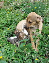 BAHATI, Hund, Mischlingshund in Bulgarien - Bild 5