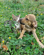 BAHATI, Hund, Mischlingshund in Bulgarien - Bild 6