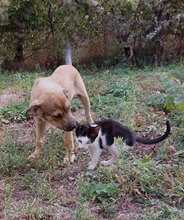 BAHATI, Hund, Mischlingshund in Bulgarien - Bild 8